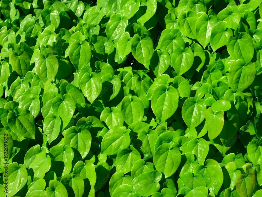 Pattern picture of leaves on a sunny day with a rich green color Pattern picture of leaves on a sunny day with a rich green color