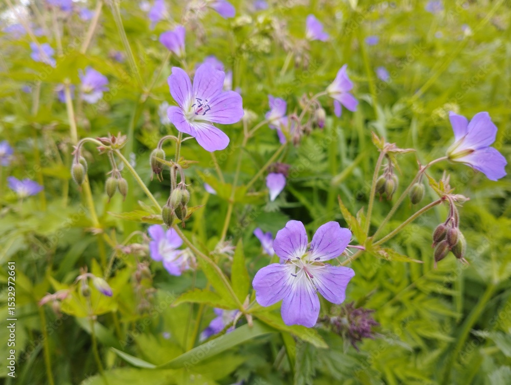 Wild flowers on the side of the road. Wild flowers on the side of the road.