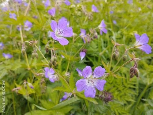 Wild flowers on the side of the road.
