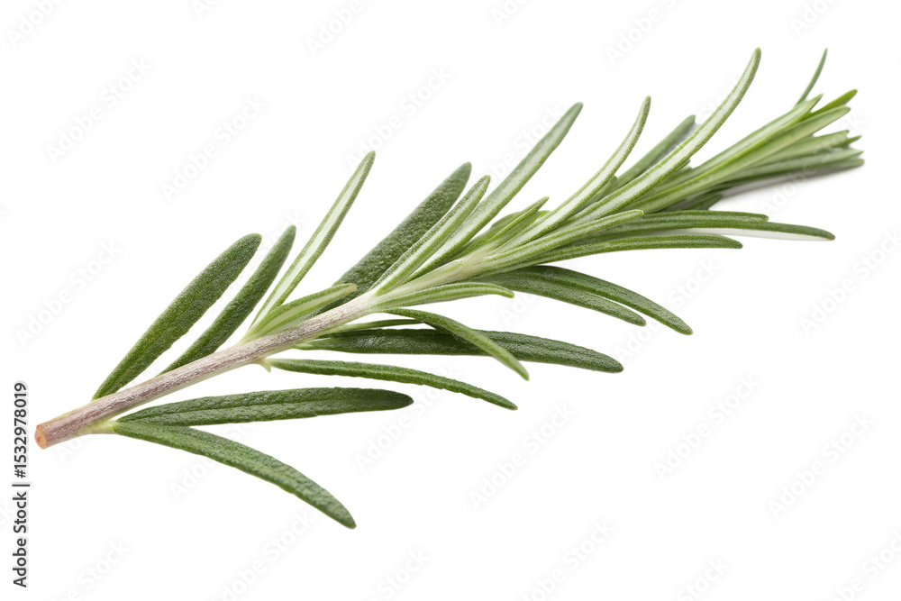 Fototapeta premium Fresh rosemary sprig culinary herb aromatic seasoning ingredient food isolated on transparent background