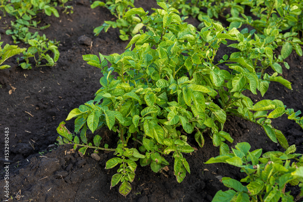 Rows of healthy potato plants thrive in rich soil, showcasing vibrant green leaves in a rural agricultural area Rows of healthy potato plants thrive in rich soil, showcasing vibrant green leaves in a rural agricultural area