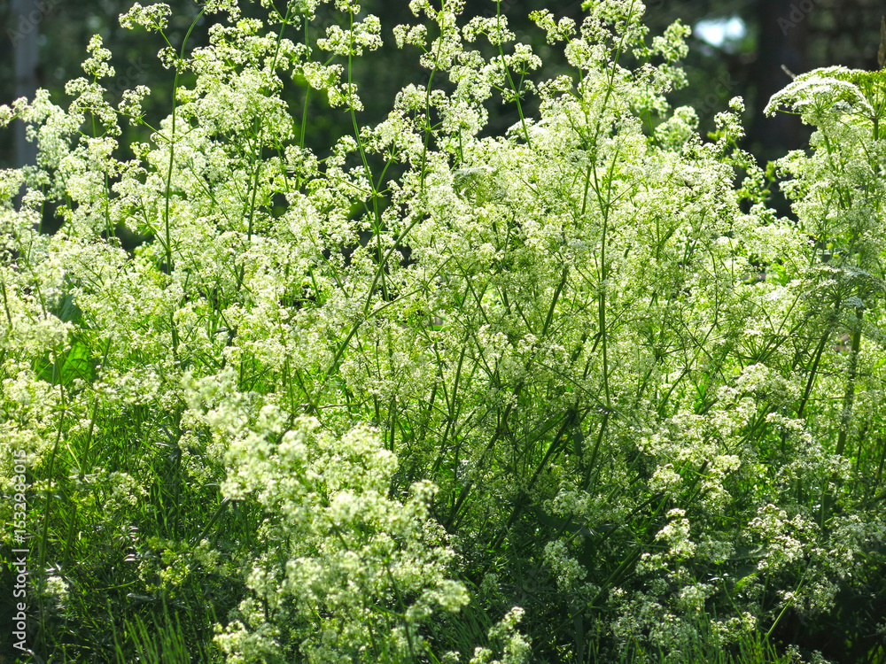 Naklejka premium Soft bedstraw (Galium mollugo) is a perennial herbaceous plant, a species of the genus Bedstraw of the Madder family. A medicinal plant whose preparations have sedative, antispasmodic properties