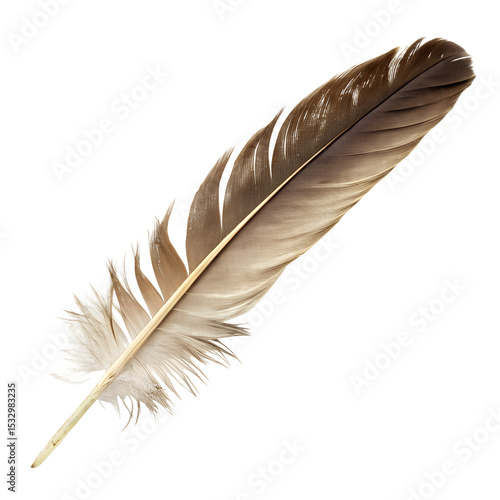 Eagle quill close up avian plume on a blank space for graphic design isolated on transparent background