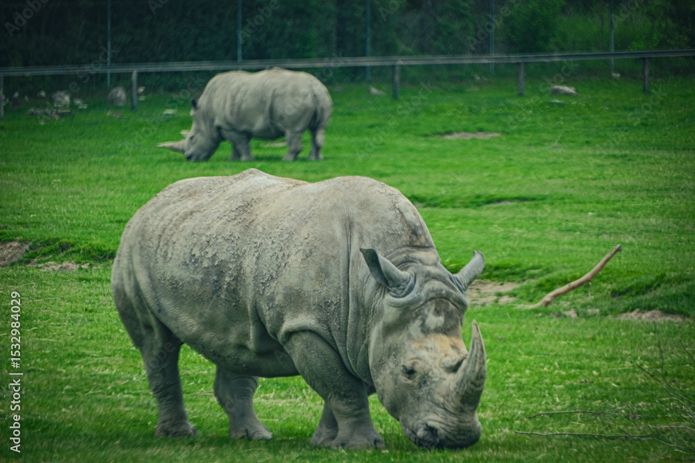 Obraz premium rhino in the wild