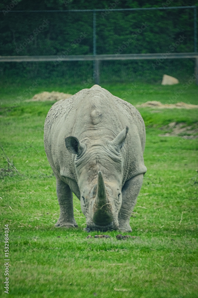 Fototapeta premium white rhino in the grass