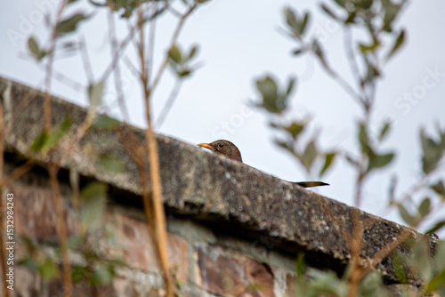 Photography Female Blackbird (Turdus merula) in Dublin, commonly found across Europe in gard