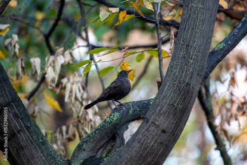 Photography Female Blackbird (Turdus merula) in Dublin, commonly found across Europe in gard