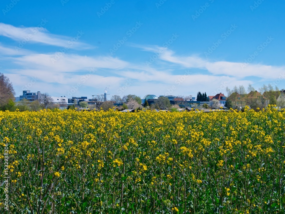 Fototapeta premium Rapeseed field with lush green under a cloudy sky and buildings in the background
