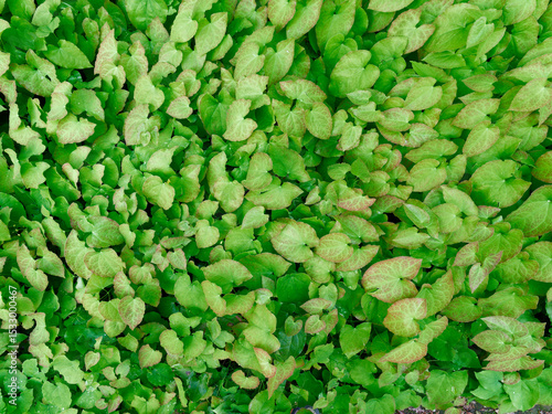 Top-view of Liverworts (Marchantiophyta)green leaves in sunlight