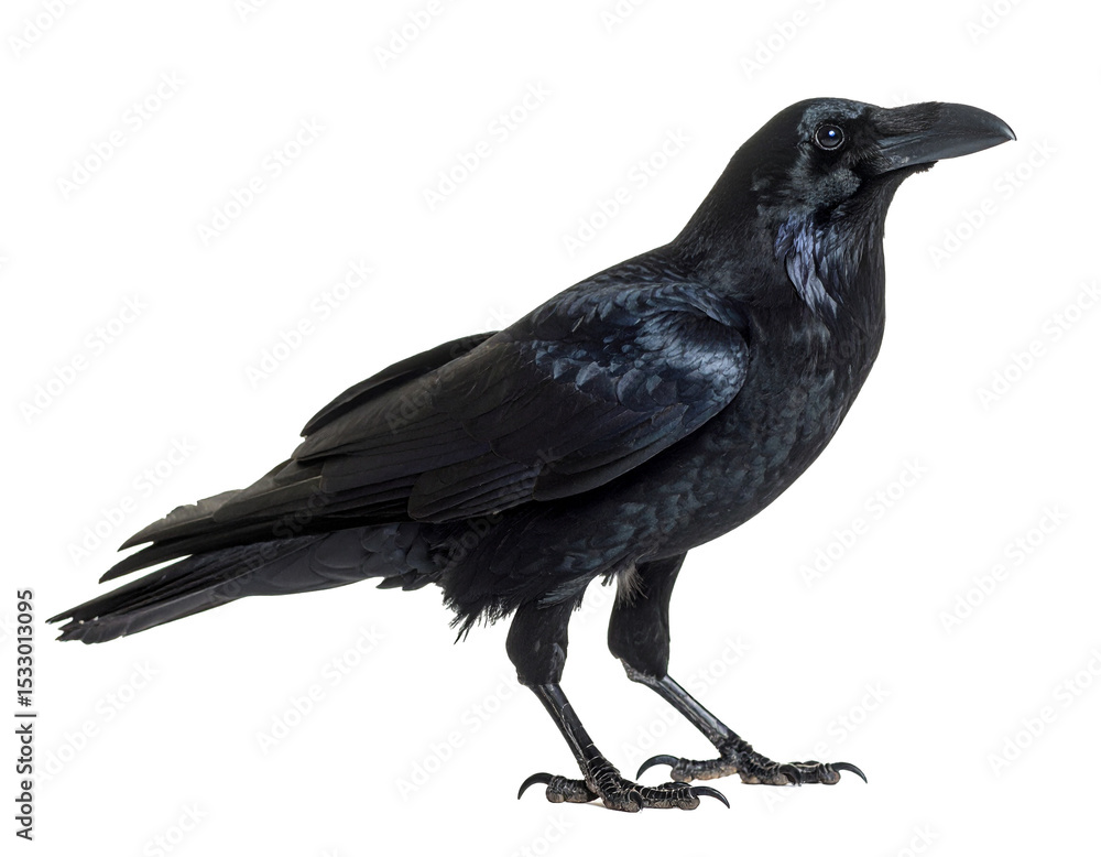 Obraz premium Rabe isoliert auf weißen Hintergrund