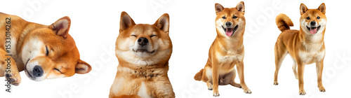 Set of dogs, Shiba Inu, red color in various postures, stand, sit, lay down and sleep isolated on a transparent background.