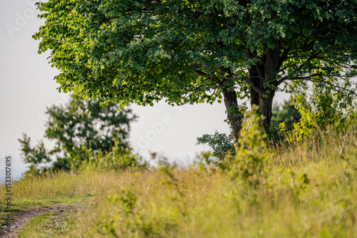 green trees in the path