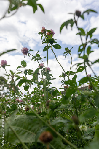 flowers in the garden