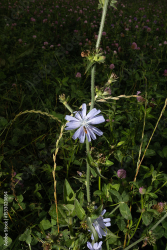 Close up flower with insect