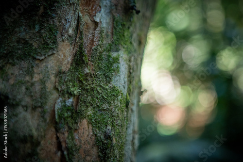 Immersive sensory forest landscape: intricate textures of towering trees and dense native vegetation bathed in sunlight