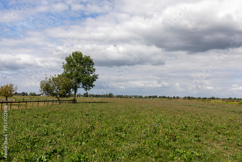 green field and blue sky