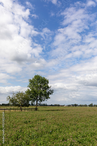tree in field