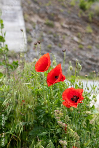 Poppy flowers