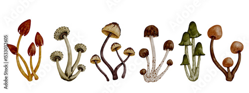 Collection of colorful forest mushrooms toadstools. Vector graphics.