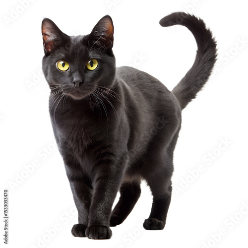 black cat with arched back on white