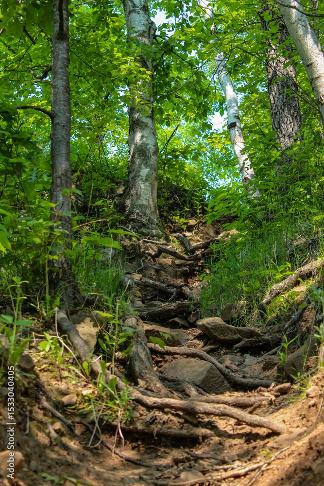 a steep forest path winding uphill. woodland nature trail landscape photography. concept of journey, challenge or adventure. uphill ascent. hope and aspirations a steep forest path winding uphill. woodland nature trail landscape photography. concept of journey, challenge or adventure. uphill ascent. hope and aspirations