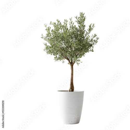 isolated cutout olive tree in pot, best use for landscape or interior design , best use for post production render 