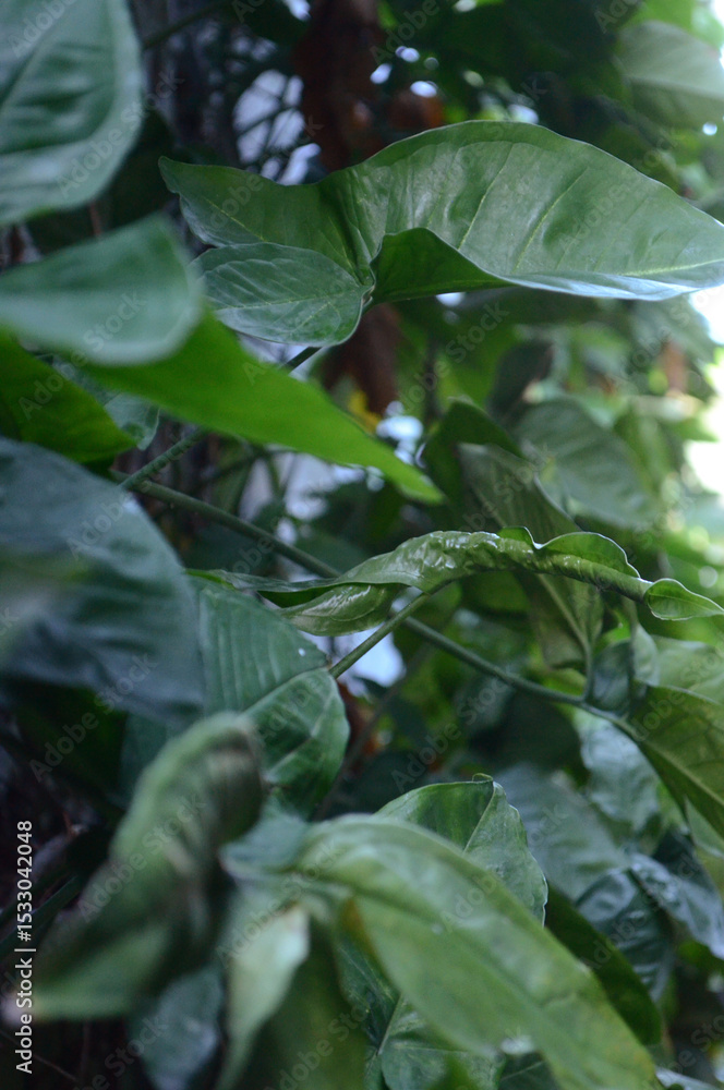 Parede com plantas trepadeiras de singônio. Folhas da planta cabeça de flecha desabrochando e crescendo sobre parede de prédio Parede com plantas trepadeiras de singônio. Folhas da planta cabeça de flecha desabrochando e crescendo sobre parede de prédio