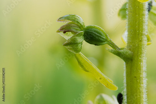 Böüte des  Großen Zweiblattes (Neottia ovata)