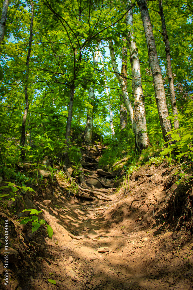Obraz premium a photograph of a steep forest path winding uphill. woodland nature trail landscape background. journey, challenge, or adventure concept