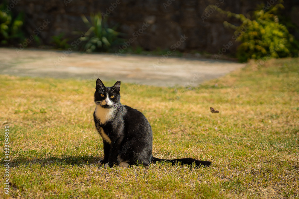 Obraz premium A black and white cat sits on dry grass, gazing at a butterfly in a sunny garden. A stone wall and greenery form the background, with a paved path nearby.