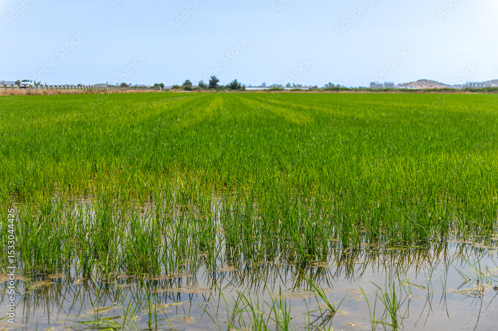 Obraz premium Ancestral Agriculture: Water and Rice in Perfect Harmony.