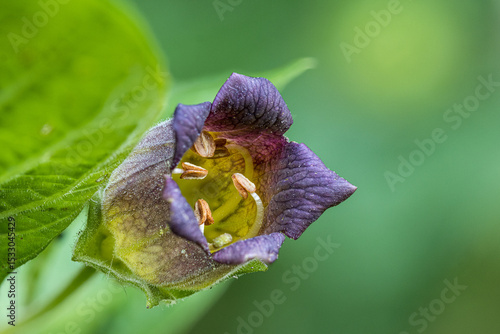 Blüte der Tollkirsche (Atropa belladonna)