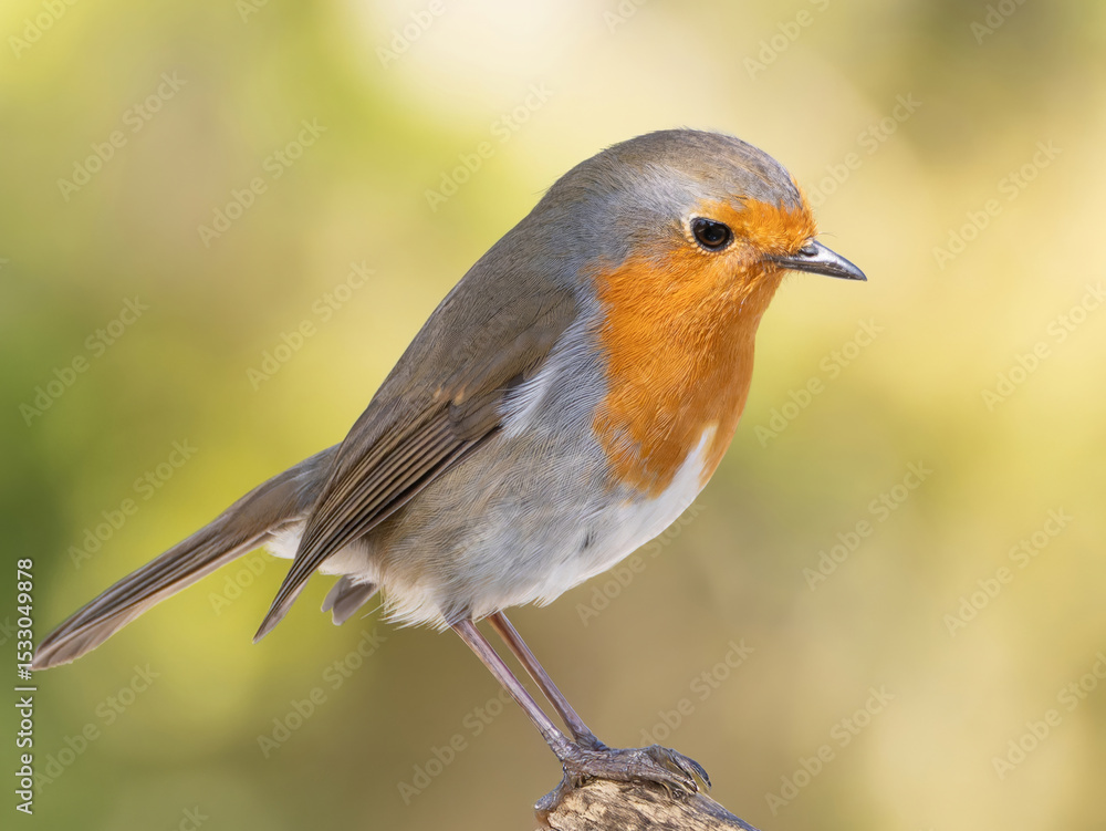 Fototapeta premium Robin (Erithacus rubecula) woodland background, bird a British European garden songbird with a red or orange breast often found on Christmas cards, sitting sitting on branch tree.