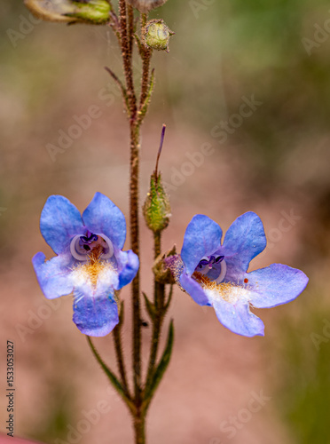 Beardtongues (Penstemon) Wildflower. Colorado