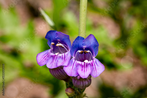 Beardtongues (Penstemon) Wildflower. Colorado