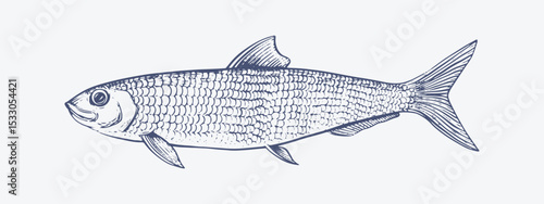 Vintage-style hand drawn illustration of a herring fish designed for product packaging and fish product.