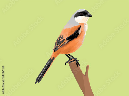 shrike birds perched on branches