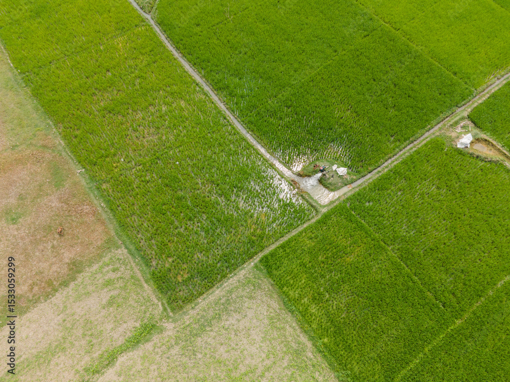 Obraz premium Drone View of Paddy Fields with Irrigation System in Rural Bangladesh
