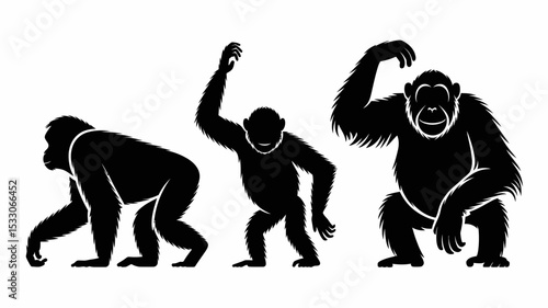 Three chimpanzees in different poses depicted as black silhouettes on a white background view