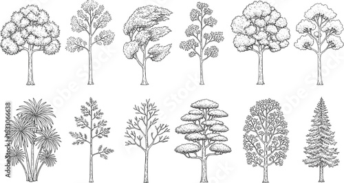 Minimal style cad tree line drawing, Side view, set of graphics trees elements outline symbol for architecture and landscape design drawing. 