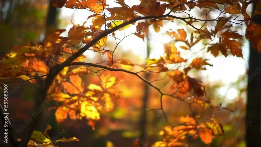 Autumn leaves bathed in sunlight Autumn leaves bathed in sunlight
