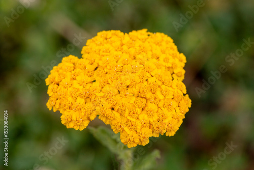 Yarrow (Achillea millefoliu...