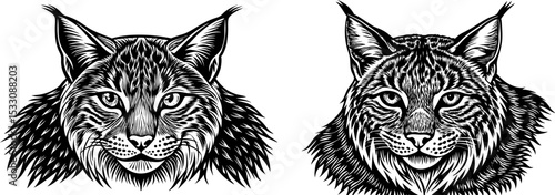A lynx with pointed ears, isolated on a white background