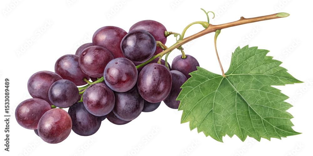 Obraz premium Watercolor Red Grapes with Leaf, Isolated on Transparent Background, Botanical Illustration, Fruit, Vine, Grapes, Watercolor, Illustration