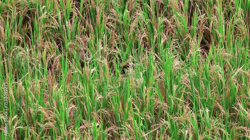 Ripening rice plants (Oryza sativa) visited by a white-headed munia (Lonchura maja), capturing a natural feeding moment in a near-harvest paddy field.