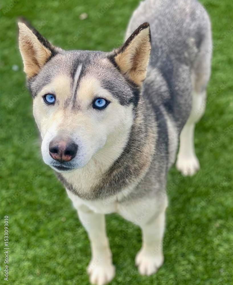 Obraz premium Siberian Husky with Blue Eyes Standing on Turf