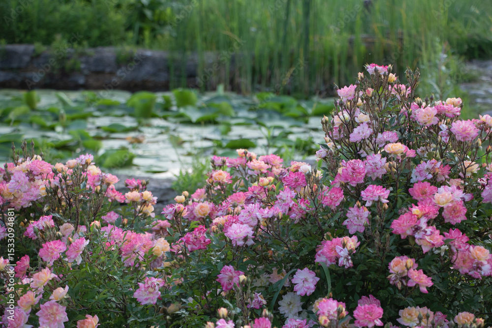 Fototapeta premium A garden full of roses, with pink and white flowers blooming in the foreground, green grasses around them, a pond nearby filled with water lilies
