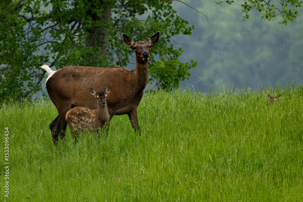 Fototapeta premium elk Cervus canadensis mother with two fawns