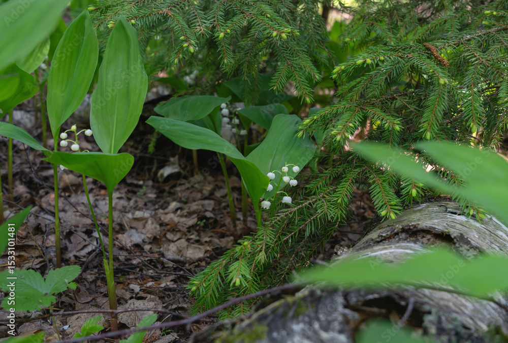 Fototapeta premium Lily of the valley and fir branch near a fallen tree in the forest