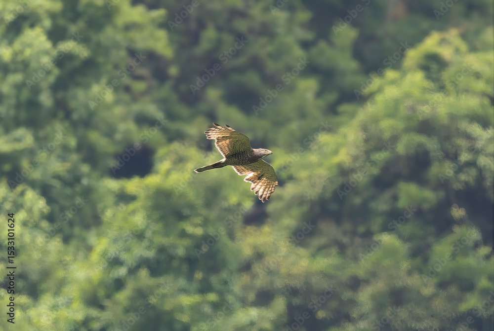 Obraz premium 山を背景に飛翔するサシバ